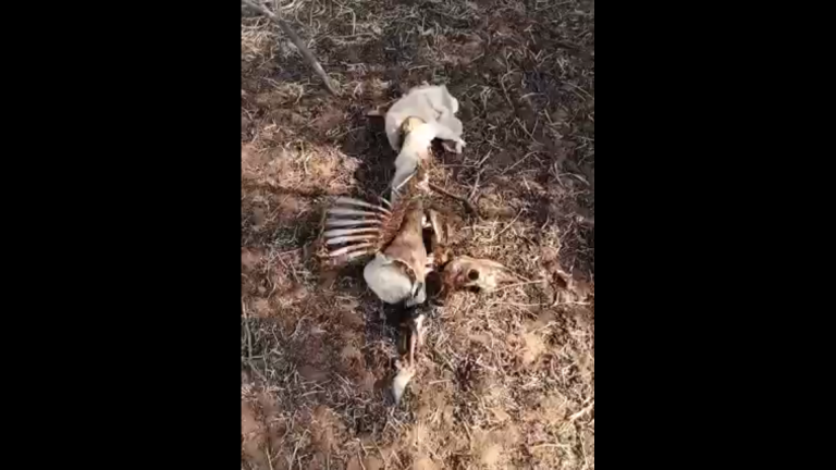 Wees waaksaam, satan loop rond soos ‘n brullende leeu