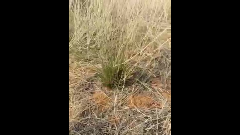 Hoe Diep is Jou Wortels in Die Here