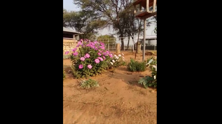 Hierdie Evangelie Sal Ek Vas Aan Hou