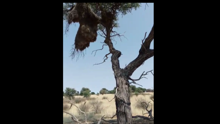 Dat U hulle van die Bose bewaar