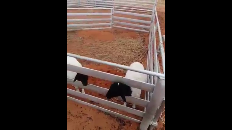 Tyd om Groot Te Word